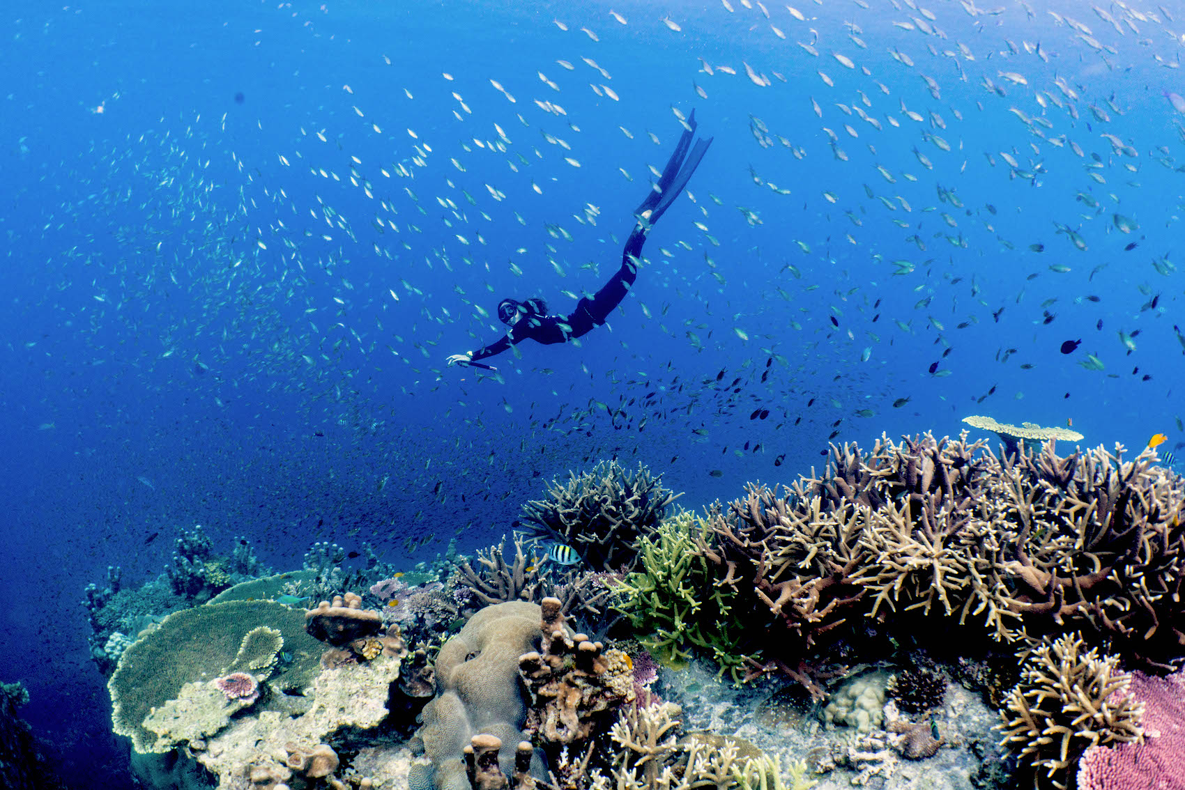 Tioman Island reef